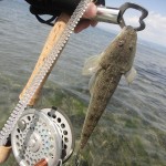 浜名湖 村櫛海岸でソルトフライ～フライでソゲ＆マゴチを釣る