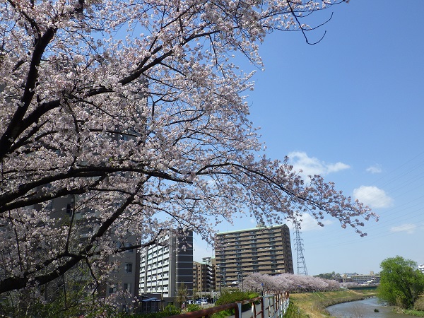 天白川の桜並木